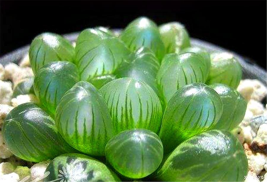 进口多肉姬玉露叶子怎么种植,养多肉姬红花月