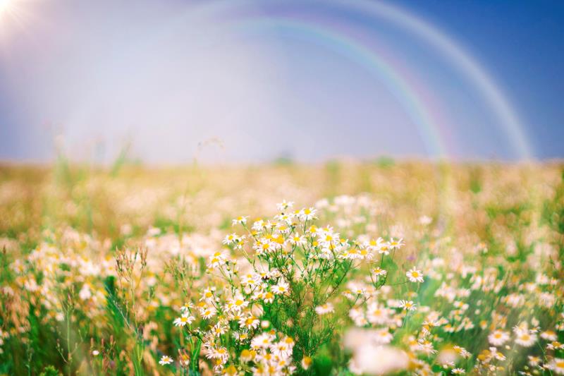关于洋甘菊的护肤品有哪些,洋甘菊有哪些护肤功效呢