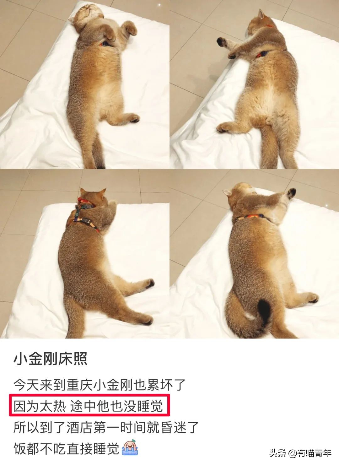 网红绑猫*藏西**骑行求关注,遭网友质疑回怼:比在家里刺激多了