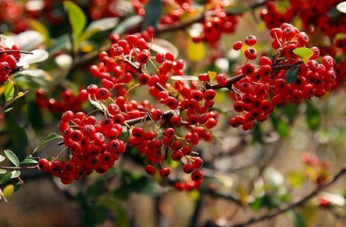 春天重庆区县景点,重庆网红景点区县