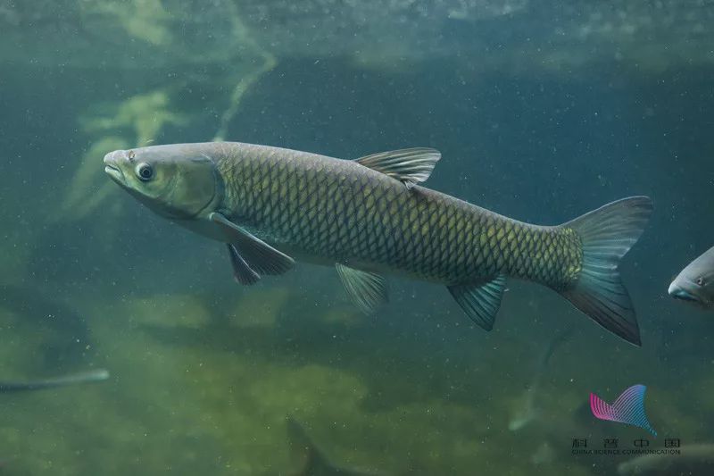 柴油味的鱼吃了会中毒吗,警惕这种鱼不能乱吃有剧毒