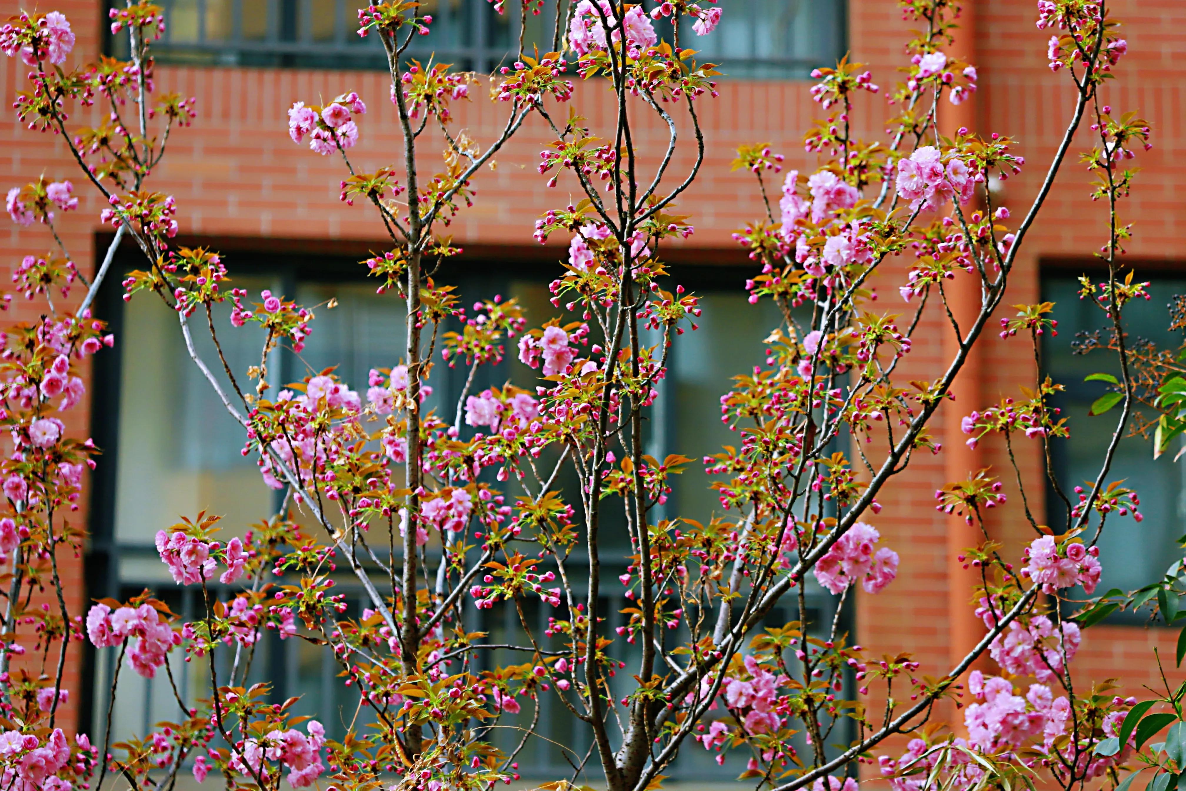 骏景花园116平米,骏景花园小区效果图