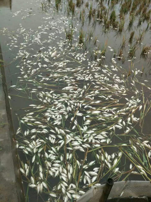 小龙虾鱼苗怎么处理,养殖小龙虾鱼苗