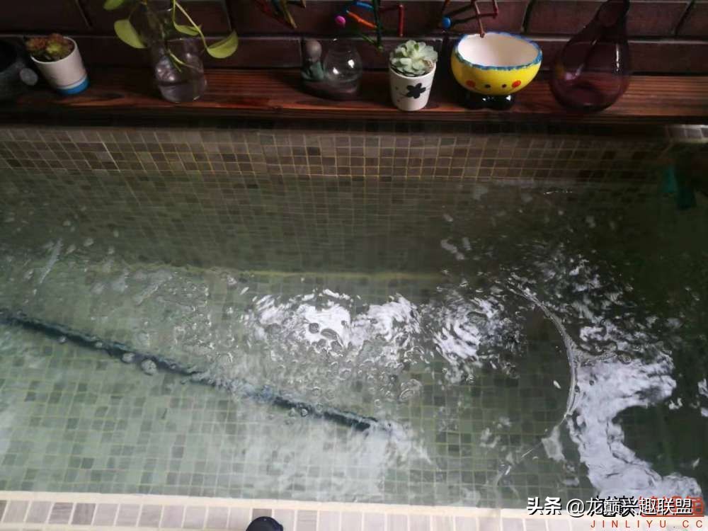 鱼友自制龙鱼缸,自制锦鲤鱼食配方及全过程