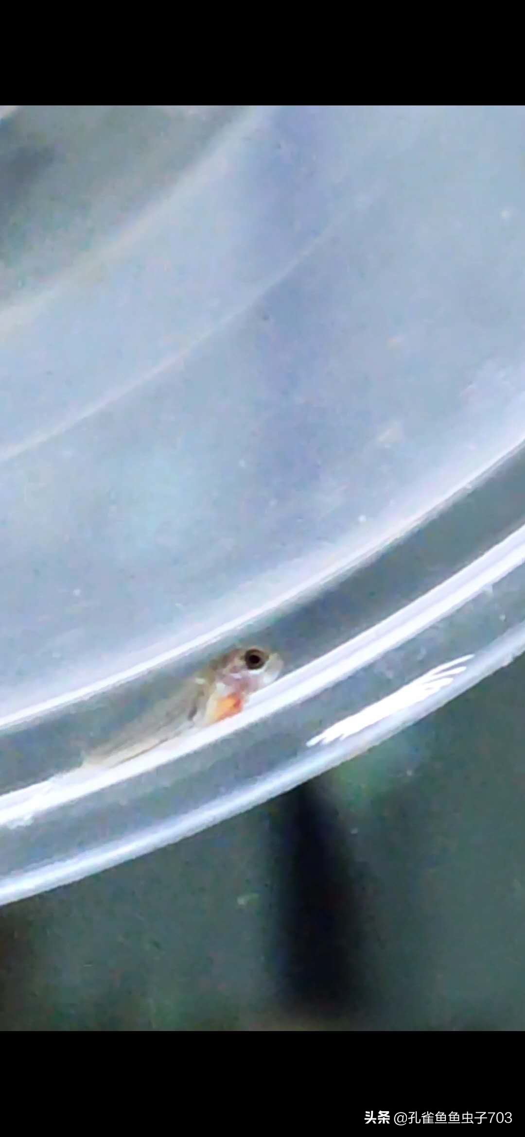 孔雀母鱼多久生一次,孔雀母鱼生一半不生了