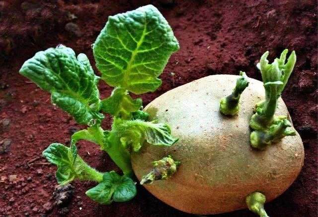 狗狗禁止吃的20种食物列表,狗狗不能吃的6种蔬果养狗须知