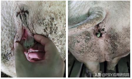 配种时要不要清洗母猪后躯？