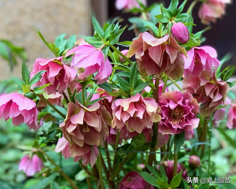 欧洲玫瑰冬季花朵,冬季开花的粉色玫瑰