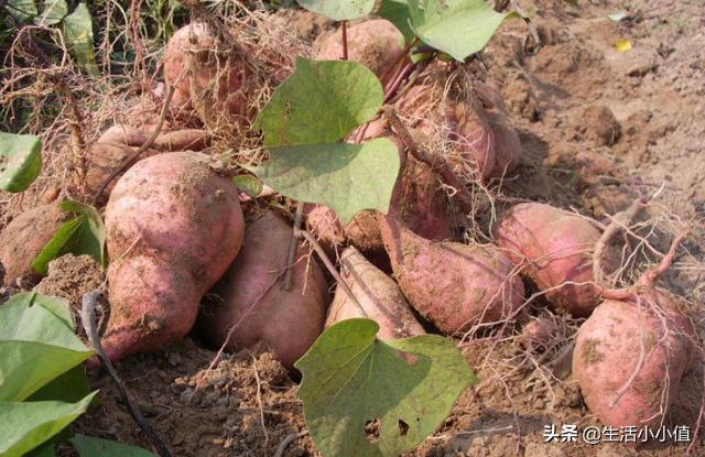 胖丫卖假药被判三年,胖丫涉嫌生产销售假药被判三年