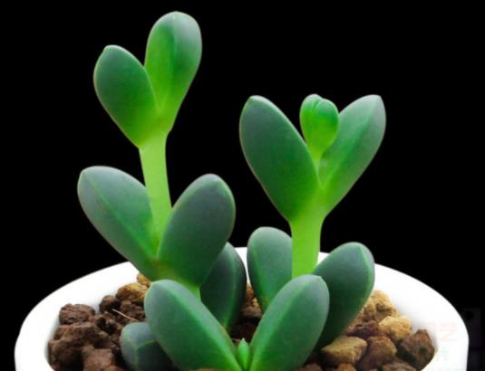 鹿角海棠叶子为何发皱,鹿角海棠干瘪发皱了如何救活