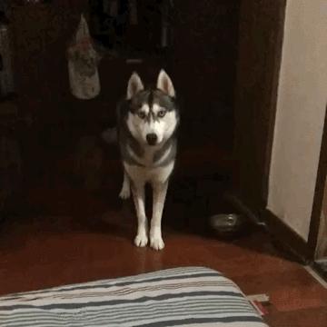 第1次想养纯种狗应该怎么挑,纯种狗和不纯种哪个好养