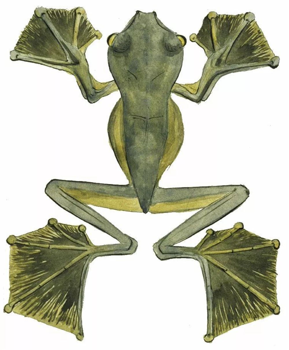 西藏发现最大的青蛙,墨脱发现青蛙视频