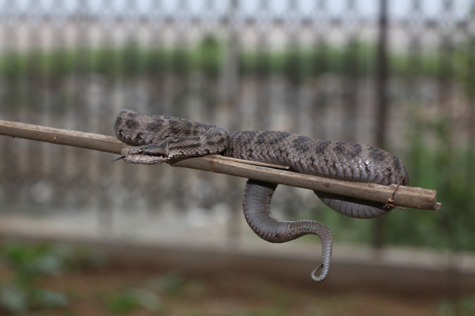 有毒蛇的蛇是真的吗,有毒蛇的小说大全