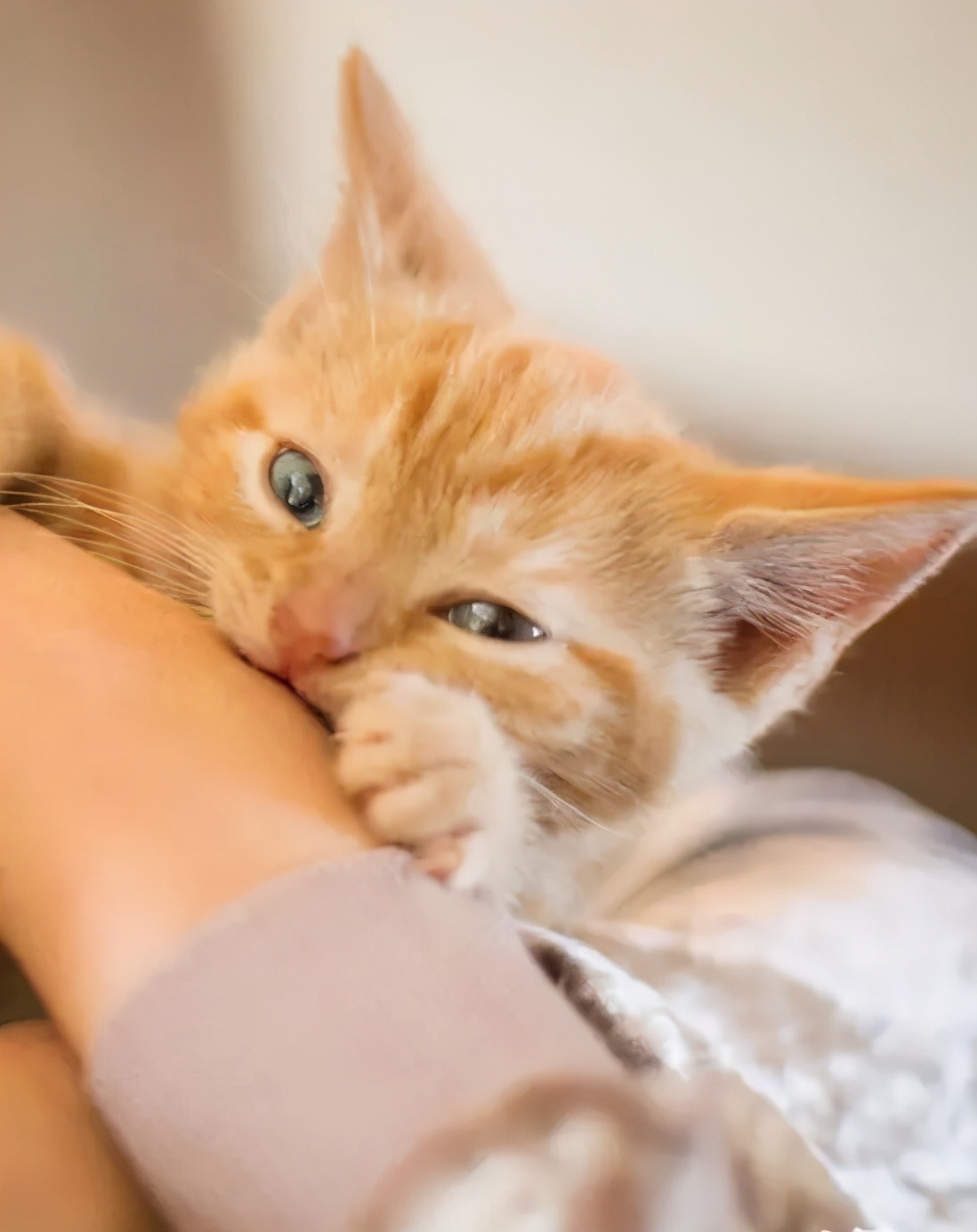 被马蜂叮咬后怎样处理,小磕小碰刮擦自己处理