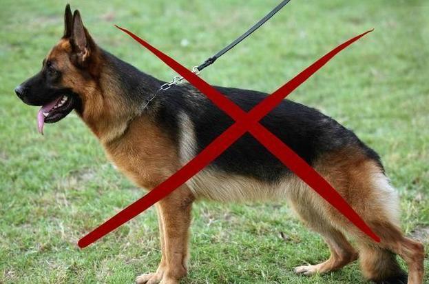 德国牧羊犬十大可怕之处,德国牧羊犬真的可怕吗知乎