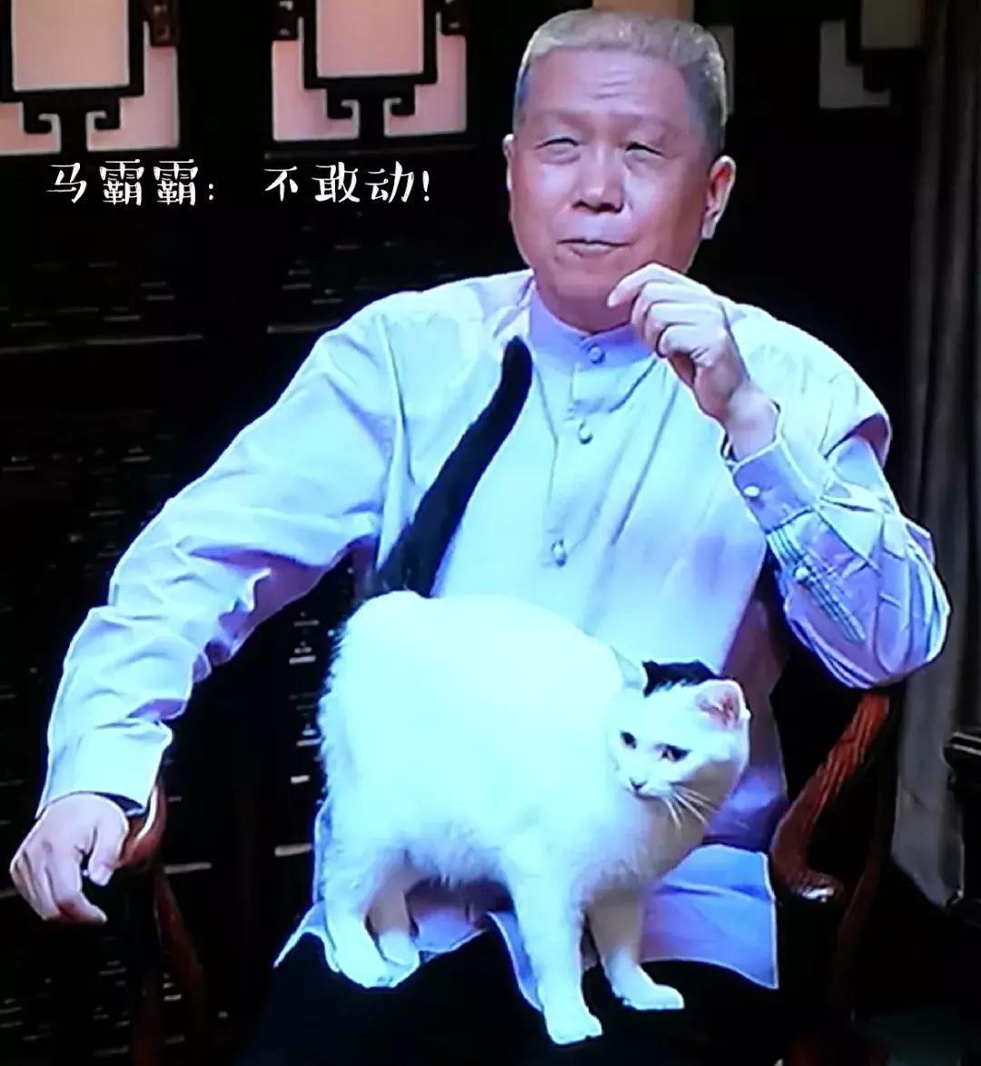 妙笔生猫：羊驼是个啥，比我好看吗？