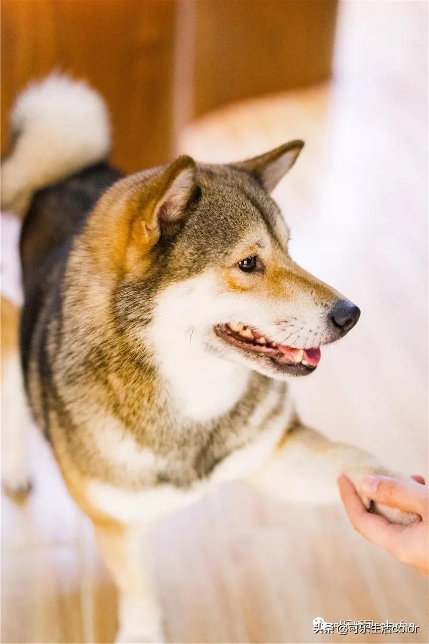 撸柴宠物乐园,广州番禺撸狗圣地