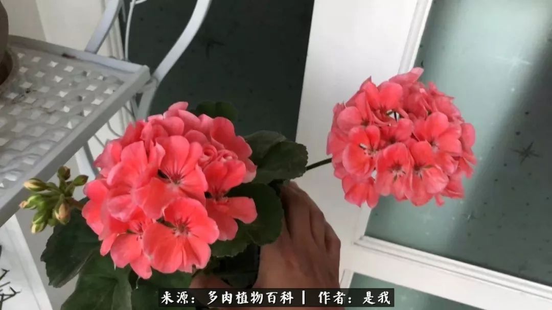 偶遇多肉的感言,偶遇山中多肉