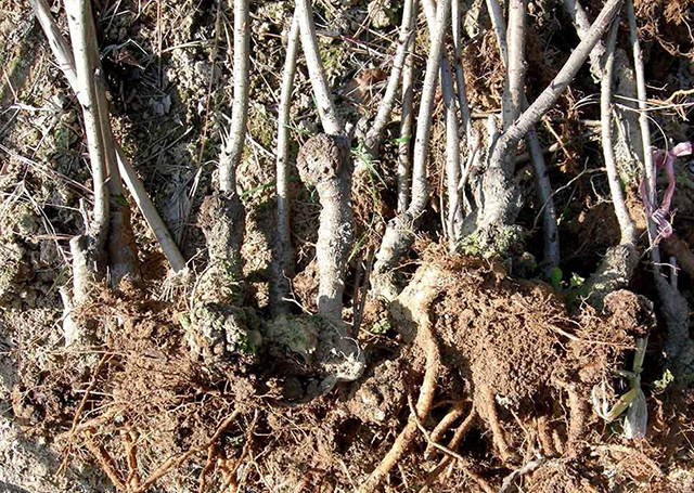 果树根部长瘤怎么办,果树长小疙瘩是什么病