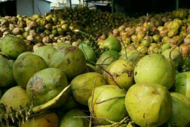 椰树矿泉水招待外宾,椰树椰汁接待总统