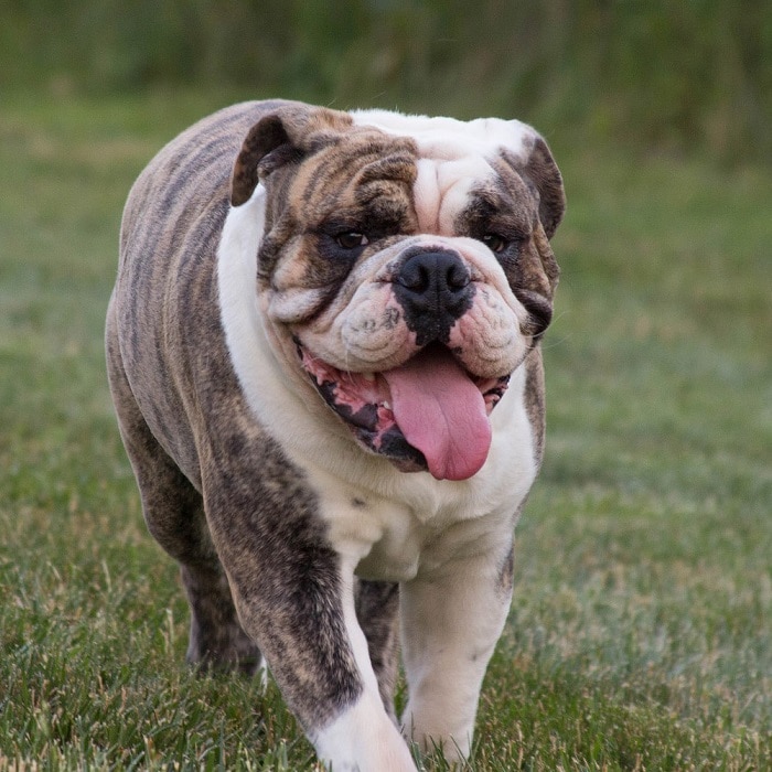 世界上最昂贵的10只狗,世界上最昂贵的狗品种