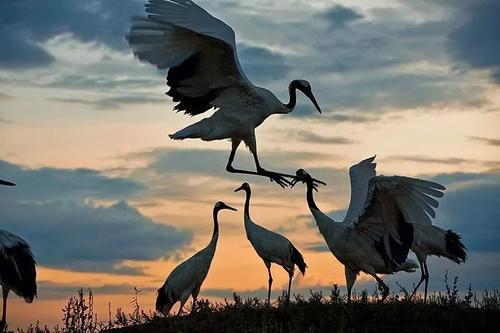 丹顶鹤的顶真的有剧毒吗,丹顶鹤顶红是什么原因