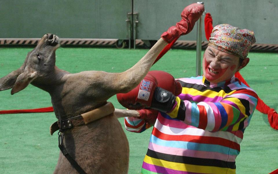 偶遇澳洲巨型袋鼠,澳大利亚巨型袋鼠