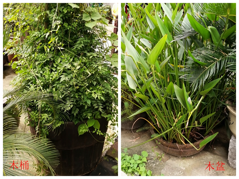 小容器种花草,别致花盆配什么花