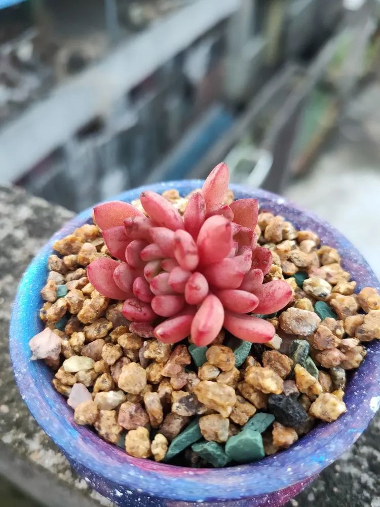 疫情期间在家欣赏多肉,疫情期间被多肉治愈