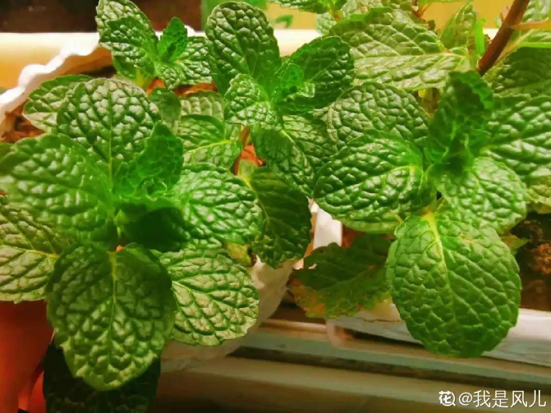 花盆里的小黑飞苍蝇怎么处理,家里养什么花最容易生小黑飞虫