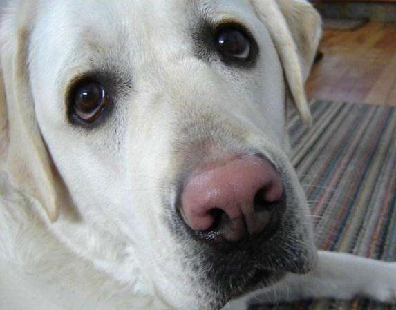 狗狗吃什么能变成黑鼻头,狗狗的黑鼻头变白是什么原因