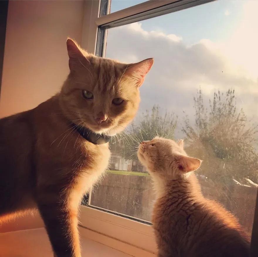 长了一双风暴之眼的侏儒猫咪，命运多舛，幸得善终