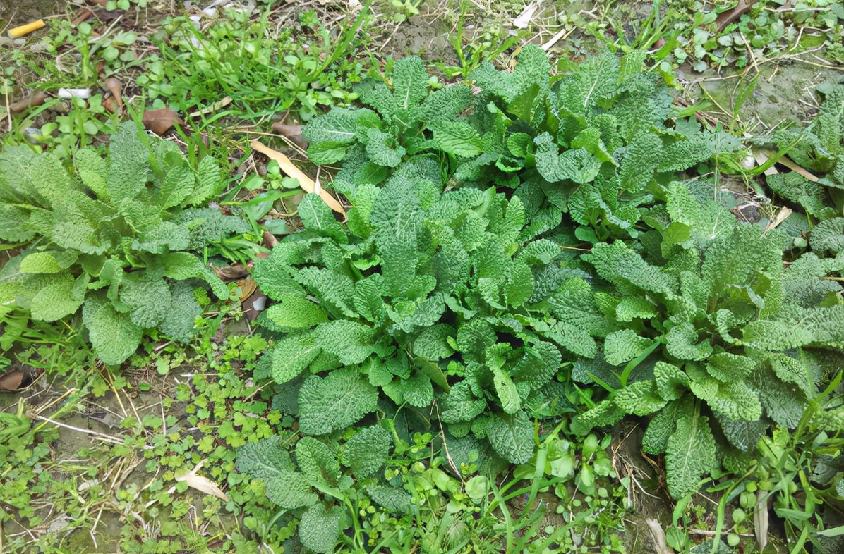 常被误认成薄荷，却是“荔枝草”，若遇到了，记得薅一把带回去