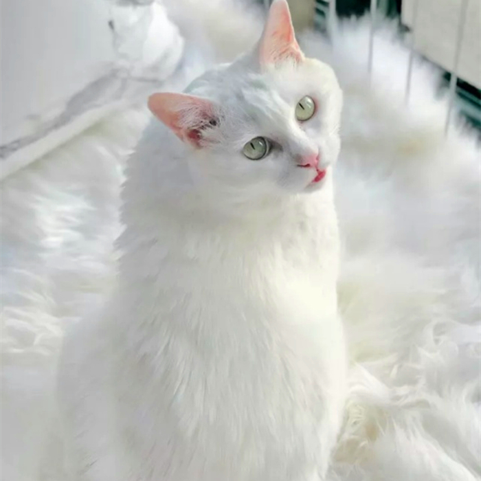 猫静电吸灰小妙招,冬天撸猫有静电怎么办