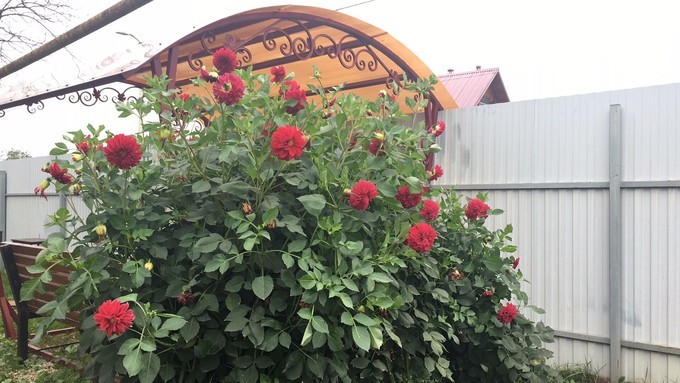 难忘俄罗斯那抹淡淡的秋色