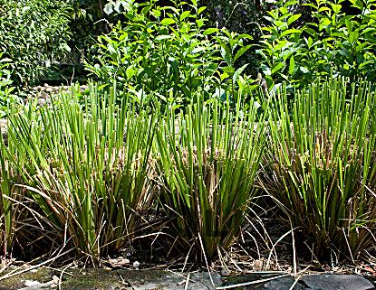 网上的香茅精油成分,香茅香精和香茅精油的区别