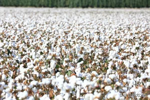 在新疆种棉花,在新疆种植棉花视频
