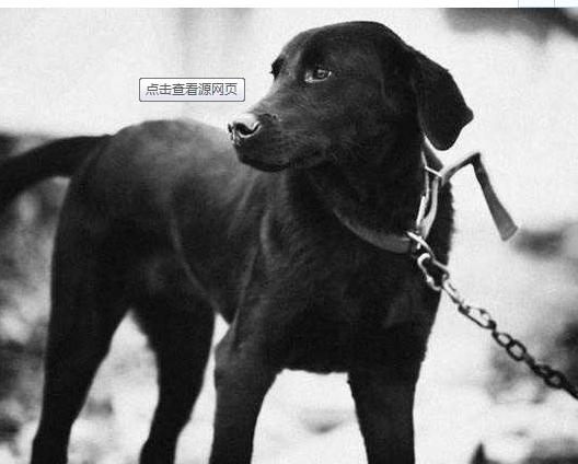 饥荒无情，狗通人意，救了两条人命