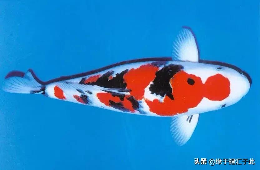 锦鲤饲养密度大长得慢,锦鲤怎样饲养视频教程