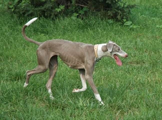 国产名犬排名,中国的名犬有哪几种