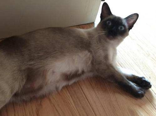 怎么知道猫咪怀孕没,猫咪是怎么知道铲屎官怀孕了