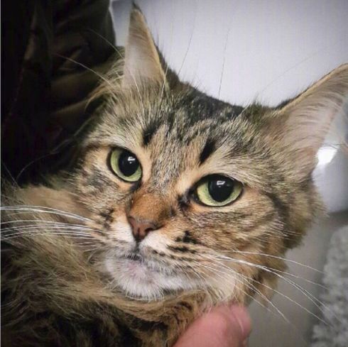 养猫必须做的5件事,老手养猫才知道的六件事