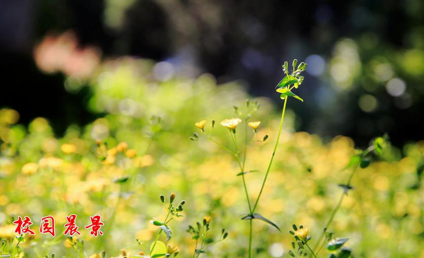北京硬核大学：1个学科世界第一，获央视、人民日报等媒体百余次聚焦！