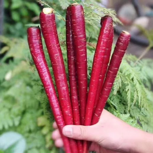 花青素甜脆萝卜,维c含量高的野果