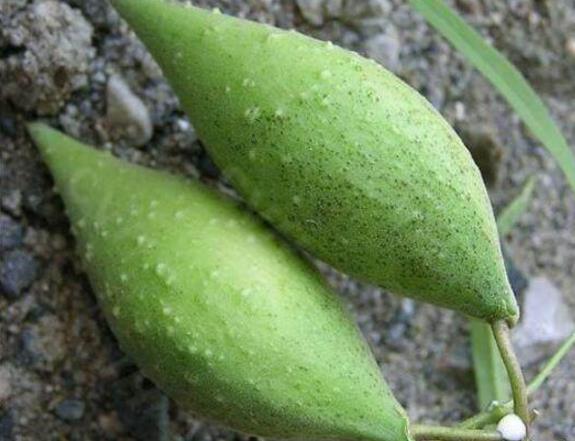 在田里发现这种“羊奶瓜”，快保护起来，值钱，一斤好几十