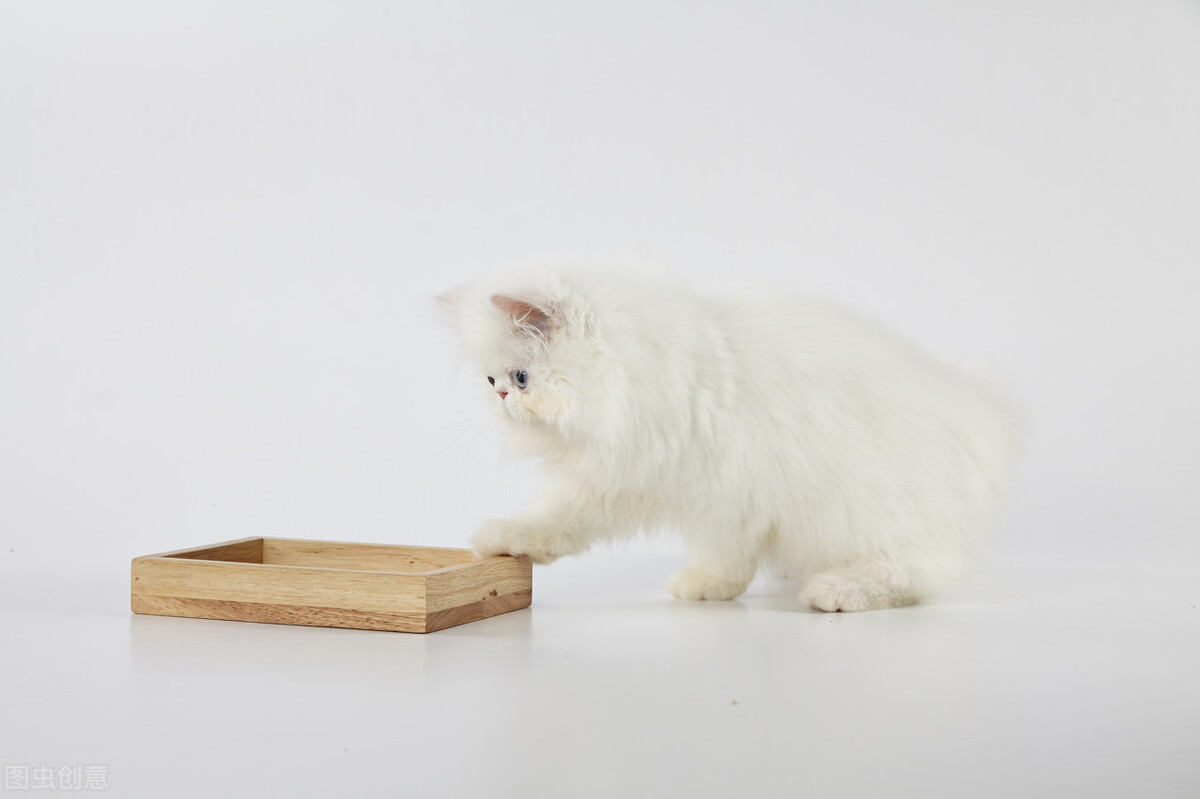 猫会报复性拉尿吗,猫为什么会乱拉便便乱叫