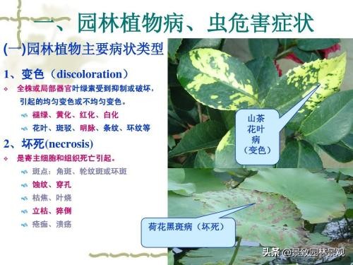 园林植物病虫害冬季防治,常见的园林植物虫害图片