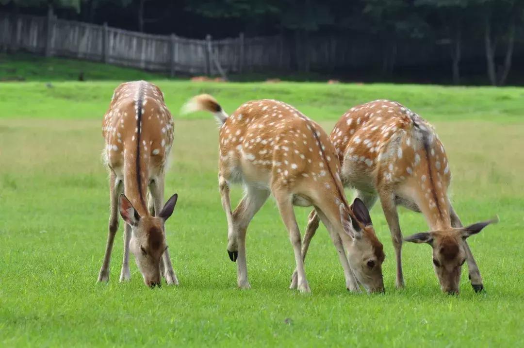 一帮闺蜜自驾游,环中俄边境自驾之旅