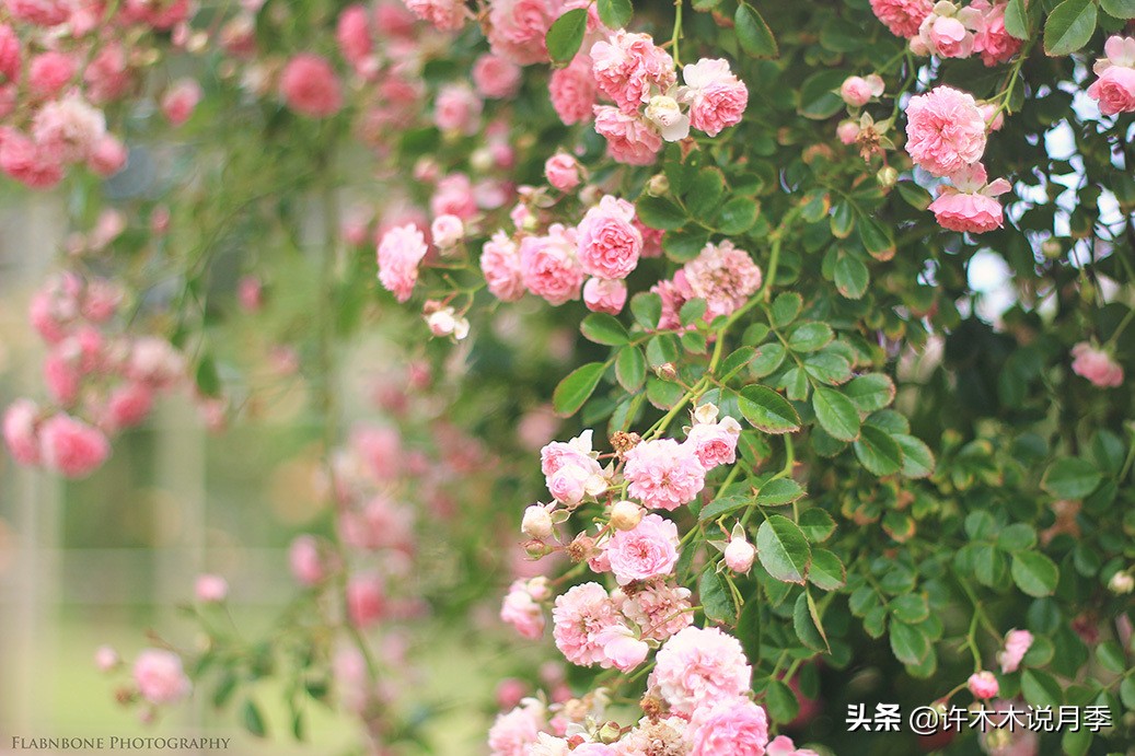 月季为什么黄叶带斑,月季浇水过多黄叶如何挽救