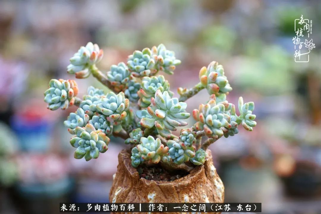 对多肉植物的爱心寄语,赏兰花感言